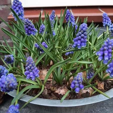 Gezellig Souterrain In Bollestreek Met Prive Ingang Appartement