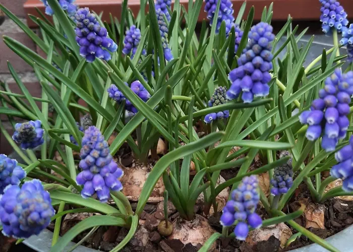 Gezellig Souterrain In Bollestreek Met Prive Ingang Appartement